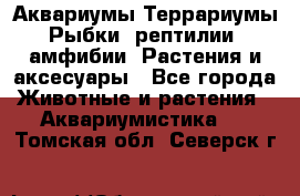 Аквариумы.Террариумы.Рыбки, рептилии, амфибии. Растения и аксесуары - Все города Животные и растения » Аквариумистика   . Томская обл.,Северск г.